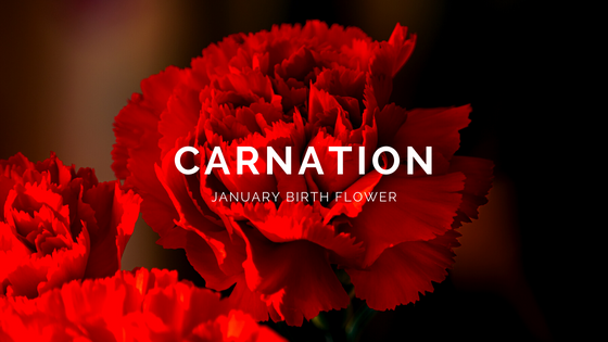 January Birth Flower Carnation