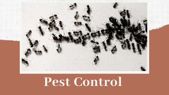 Professional Pest Control Services in Perth - Flower Site