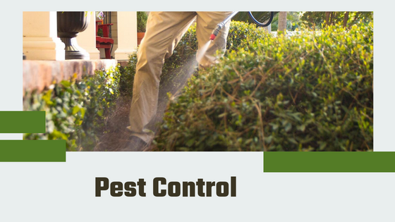 Are You Suffering From Pest Infestation in Oklahoma? - Flower Site