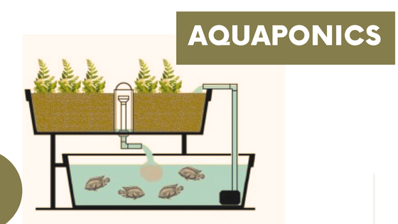 What Is An Aquaponics System? - Flower Site