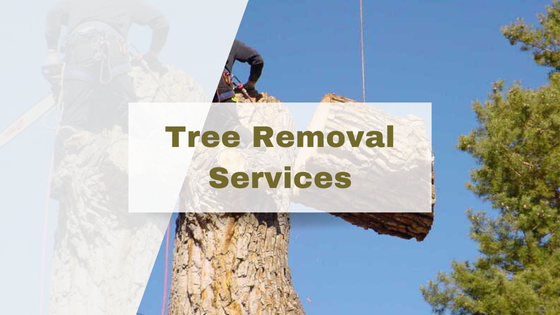 When Tree Removal is Necessary in Anne Arundel County - Flower Site